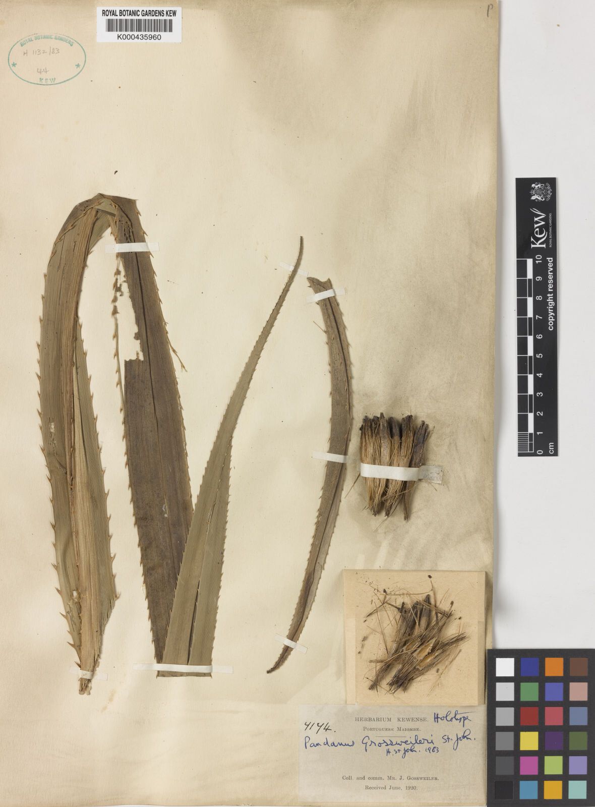 Pandanus gossweileri — houseplant care guide