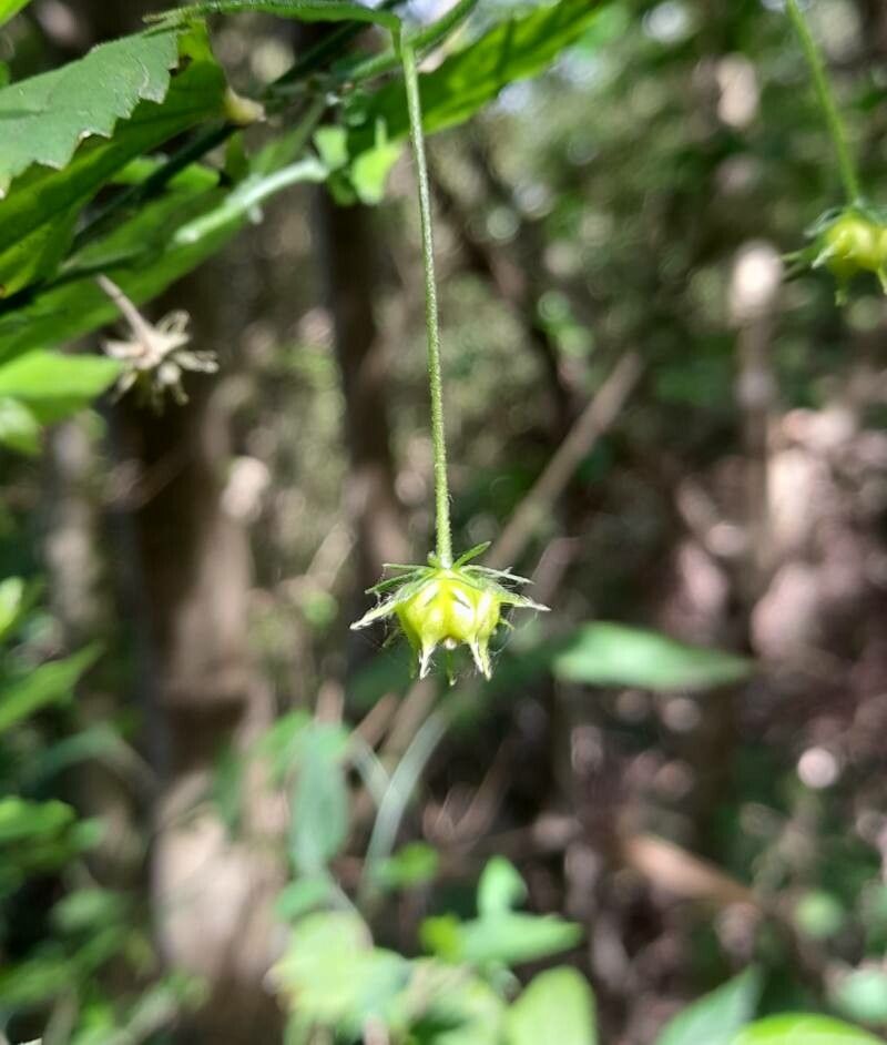 Pavonia sepium fruit