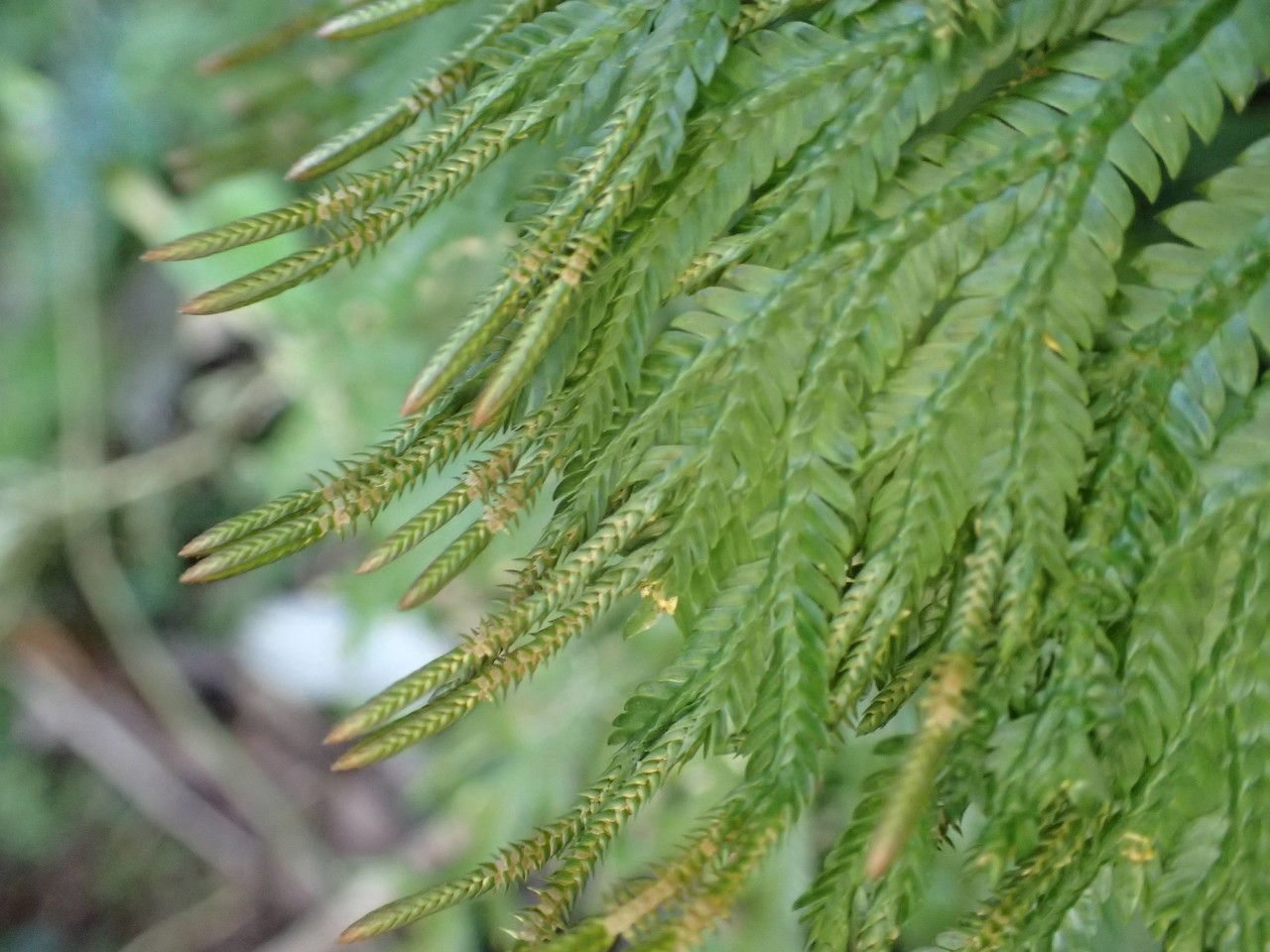 Selaginella distachya fruit
