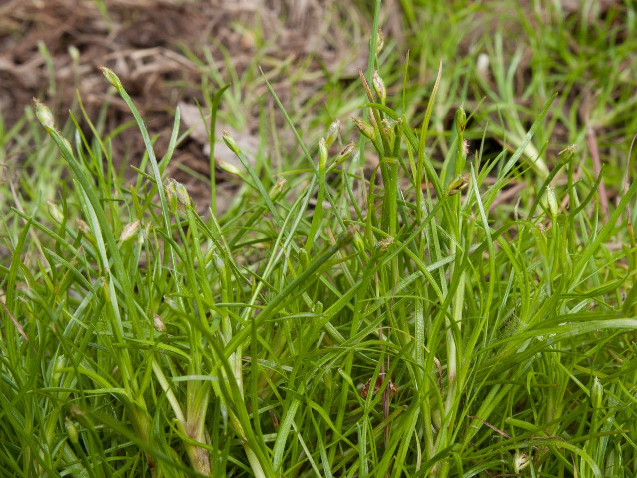 Isolepis fluitans fruit