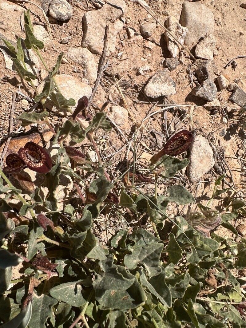 Aristolochia wrightii — search result for 'Aristolochia'