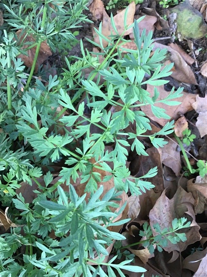 Oenanthe globulosa leaf