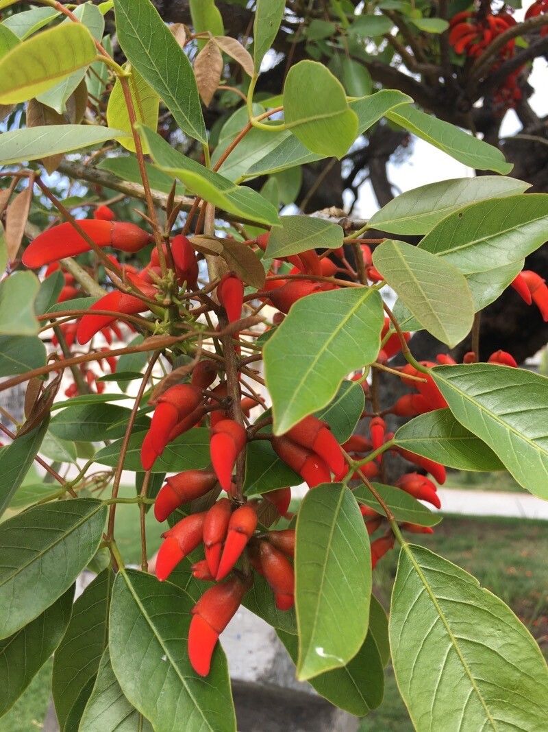 Erythrina falcata flower