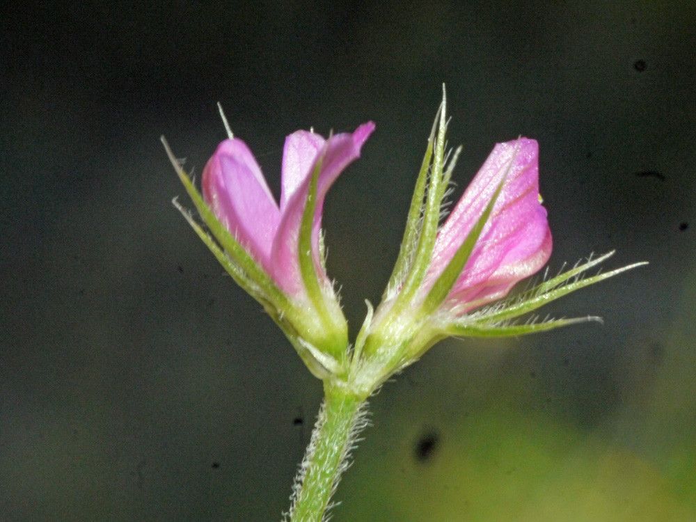 Onobrychis crista-galli flower
