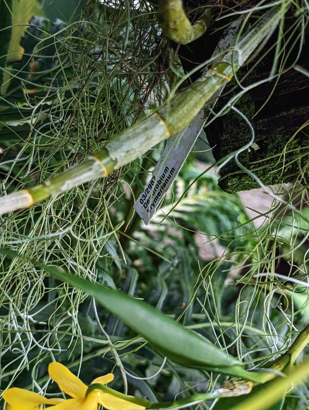 Dendrobium brymerianum bark