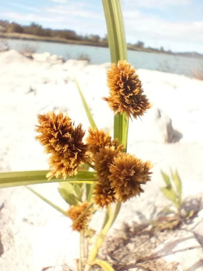 Cyperus glomeratus fruit