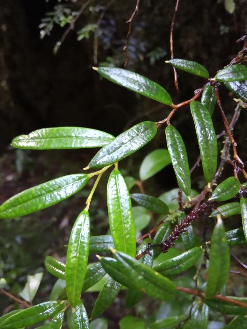 Philesia magellanica — houseplant care guide