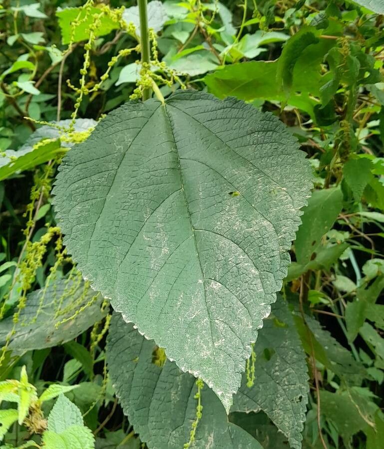 Boehmeria caudata leaf