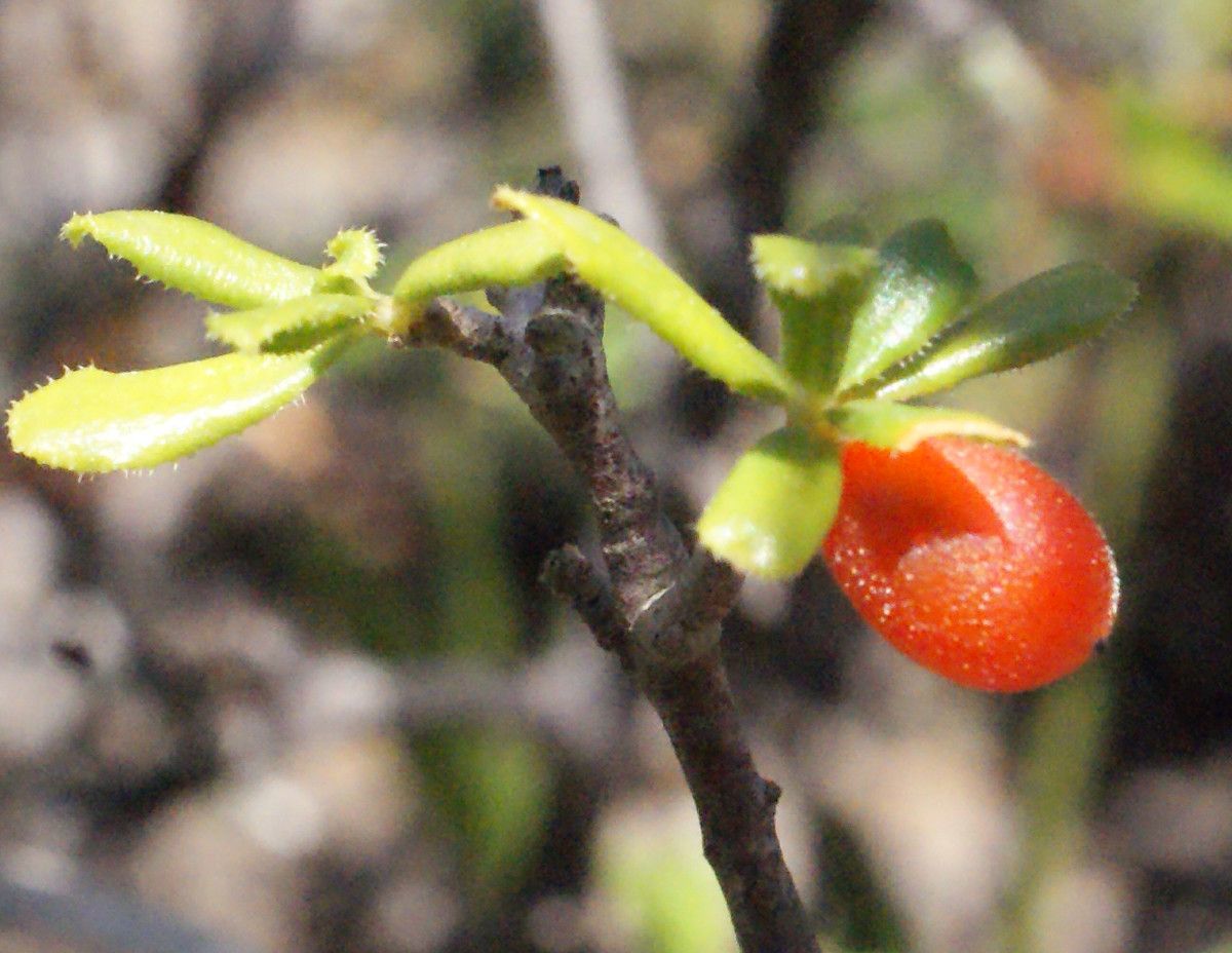 Daphne rodriguezii fruit