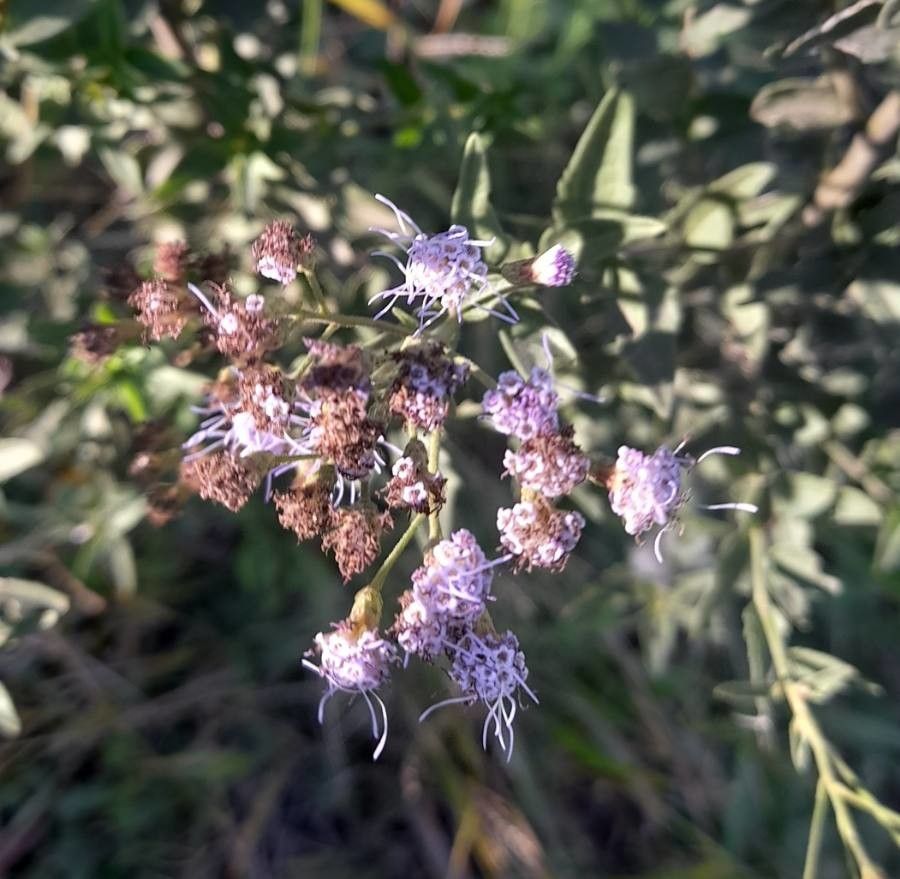 Chromolaena hirsuta flower