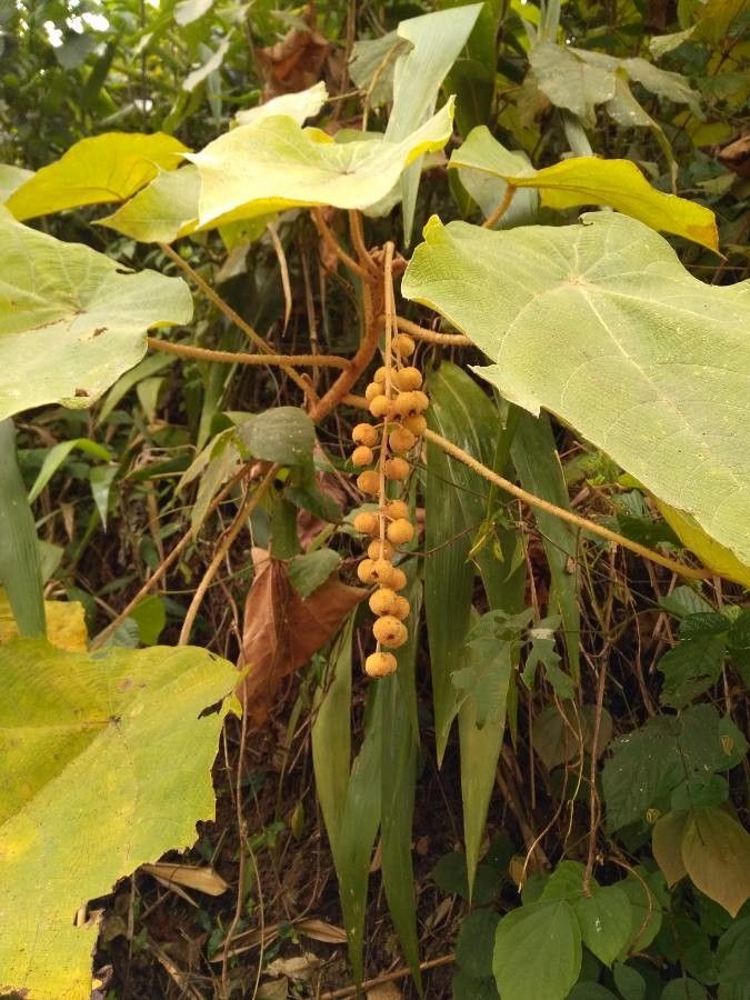 Mallotus barbatus fruit