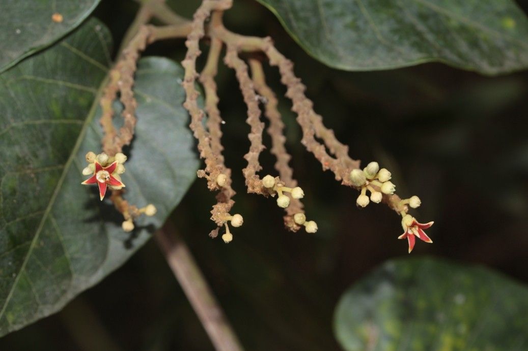 Parsonsia catalpicarpa — related species from the same genus