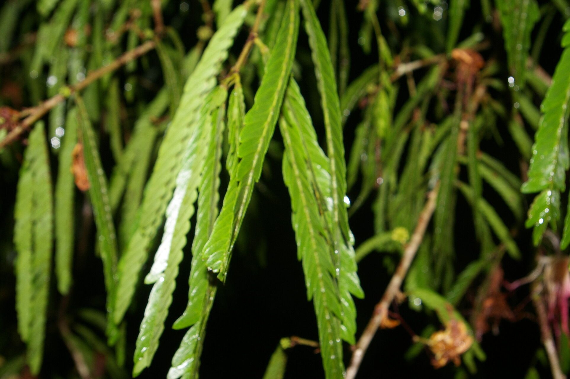 Calliandra magdalenae leaf