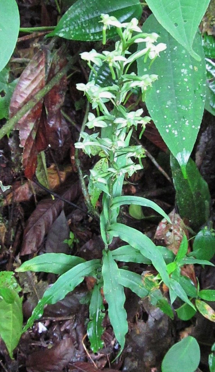Habenaria alata — related species from the same genus