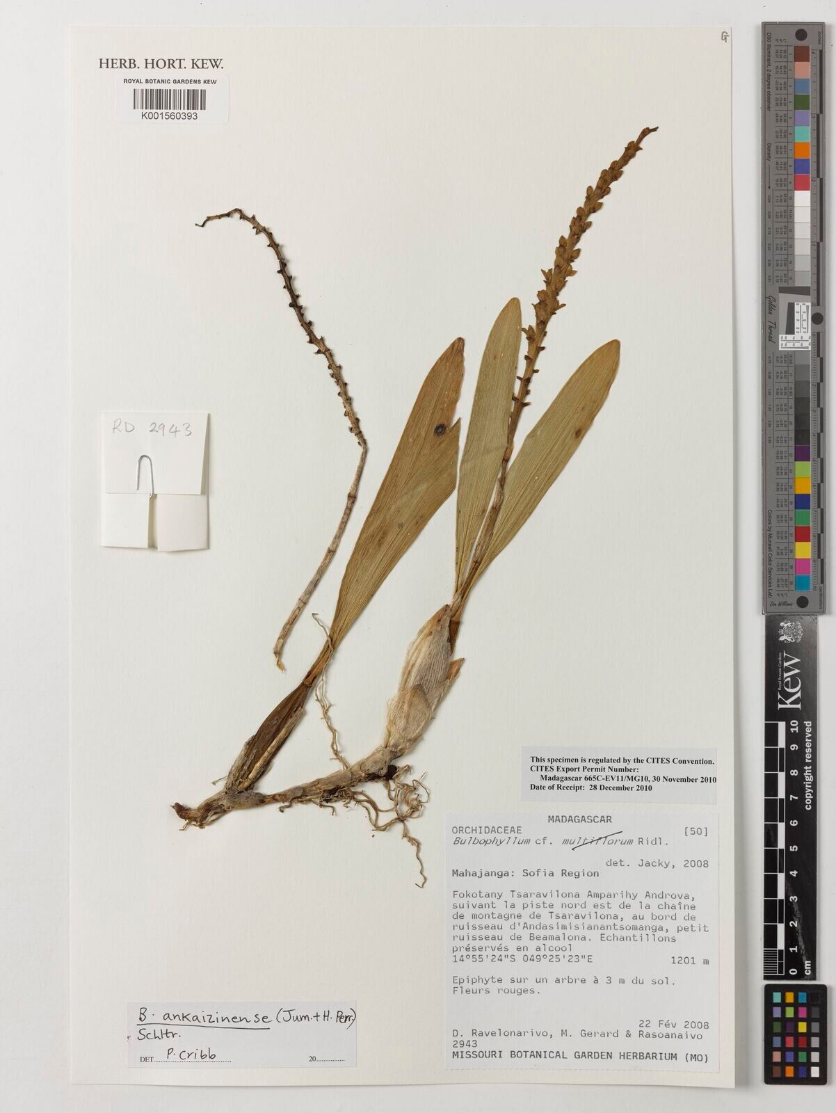 Bulbophyllum ankaizinense — houseplant care guide