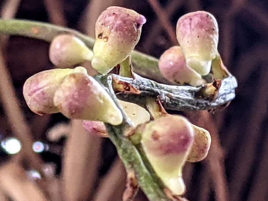 Aerides multiflora flower