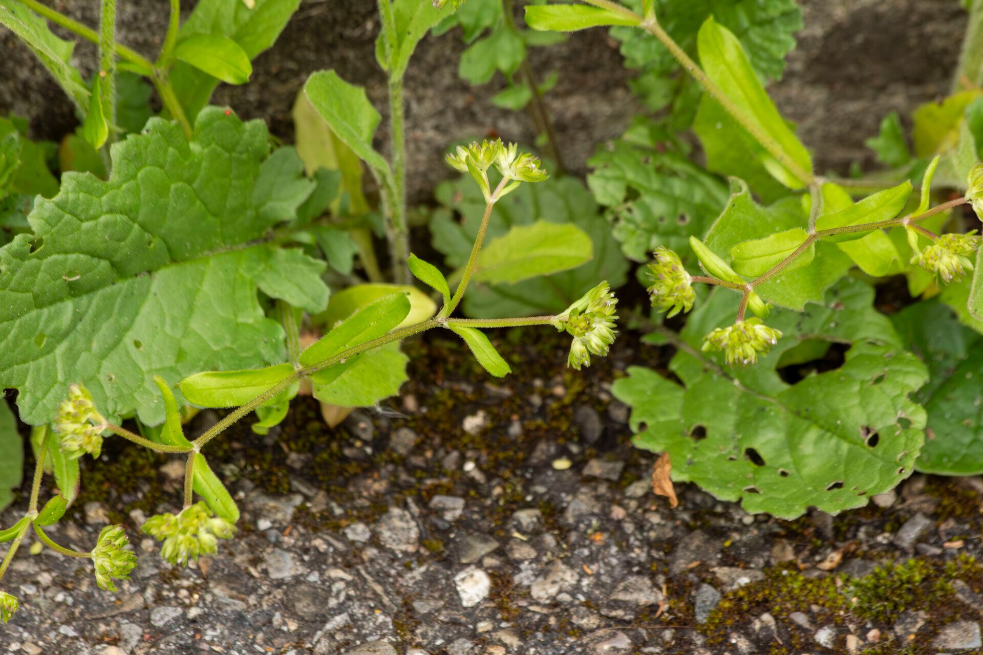 Valerianella carinata
