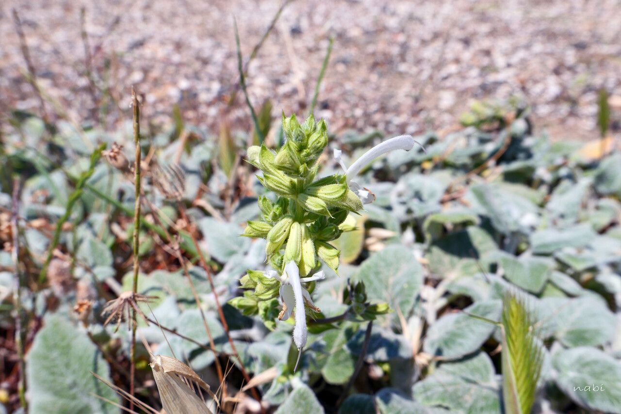 Salvia broussonetii leaf