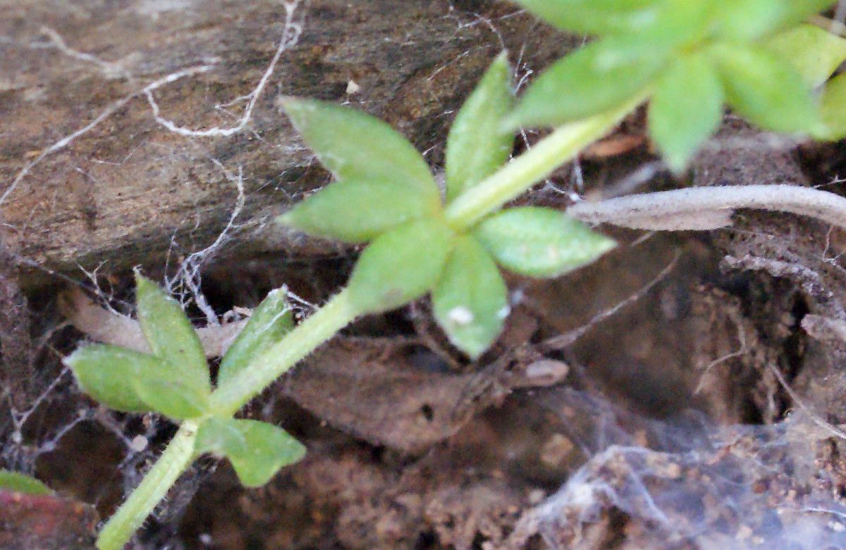 Galium minutulum other