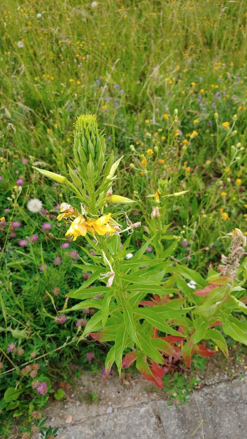 Oenothera grandiflora — search result for 'Oenothera'