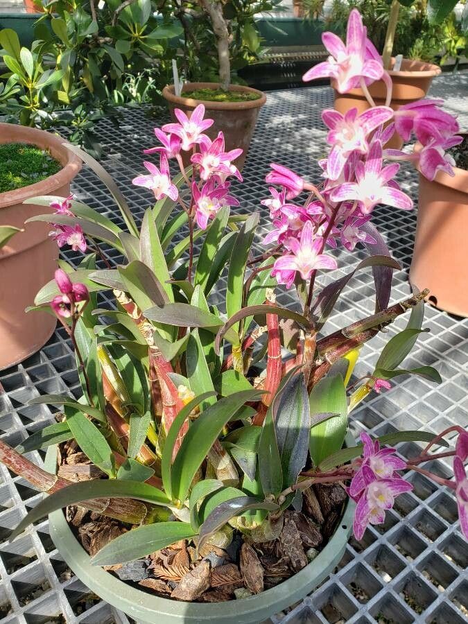 Dendrobium × delicatum habit