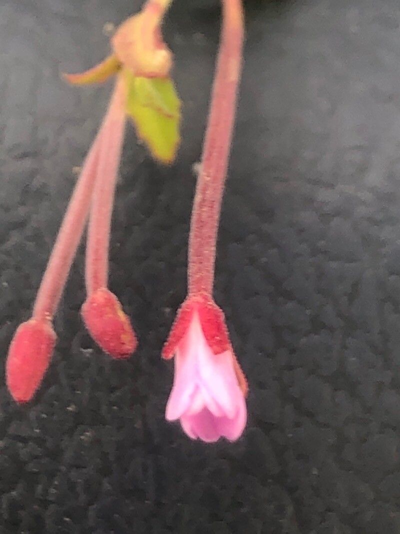 Epilobium collinum flower