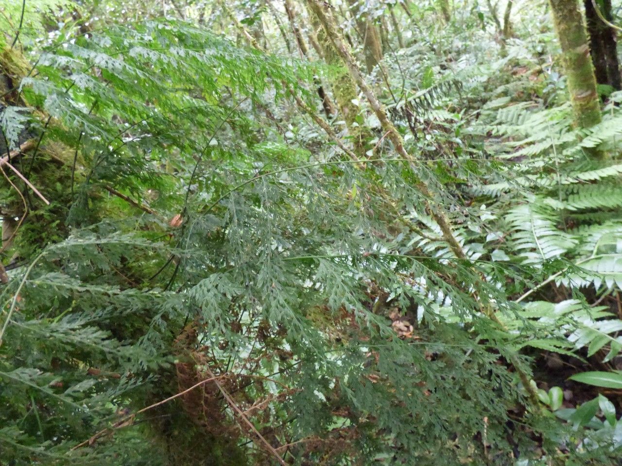 Vandenboschia gigantea — related species from the same genus