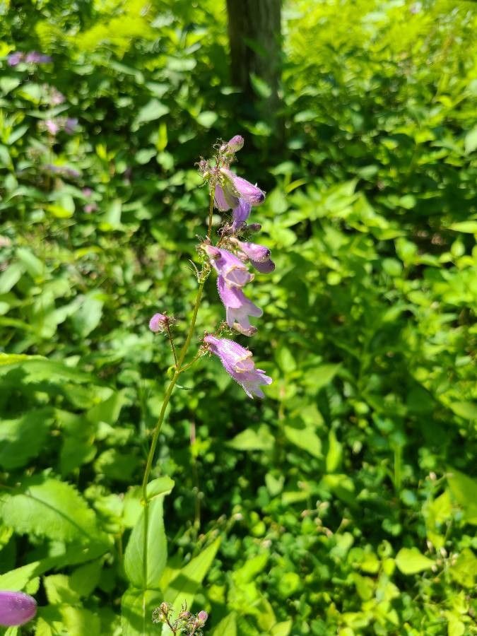 Penstemon canescens flower