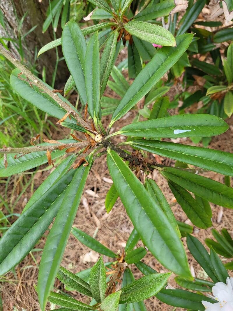 Rhododendron thayerianum — houseplant care guide