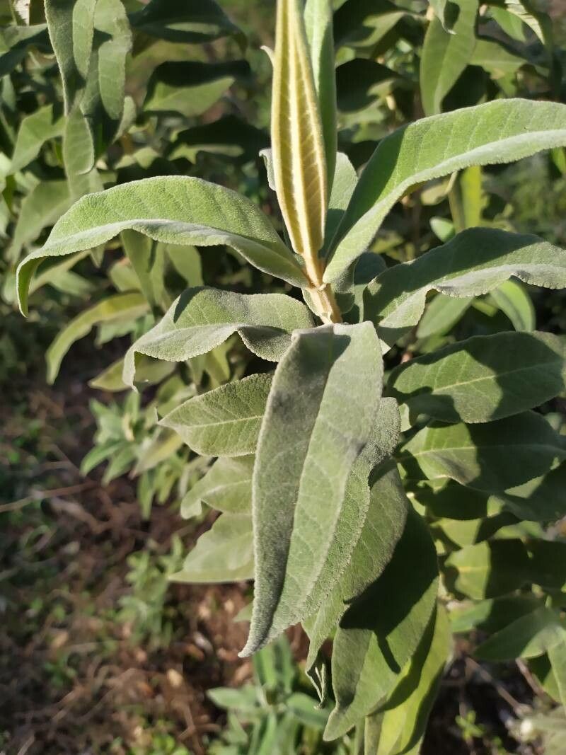 Buddleja myriantha — search result for 'Buddleja'