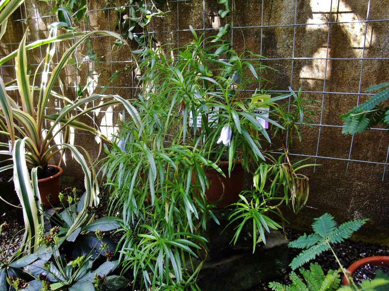 Nesocodon mauritianus habit