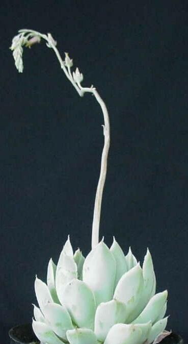 Echeveria halbingeri habit