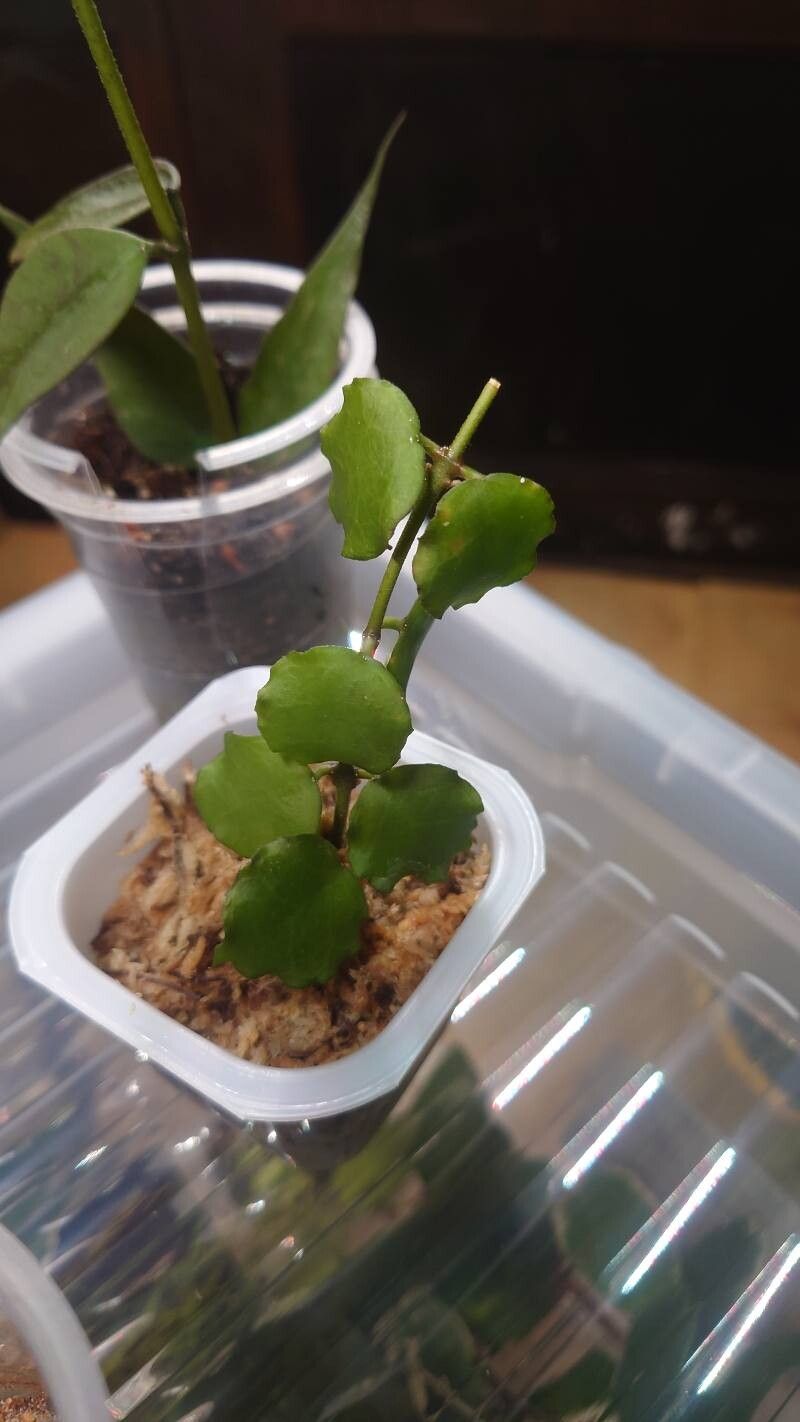 Hoya endauensis — search result for 'Hoya'