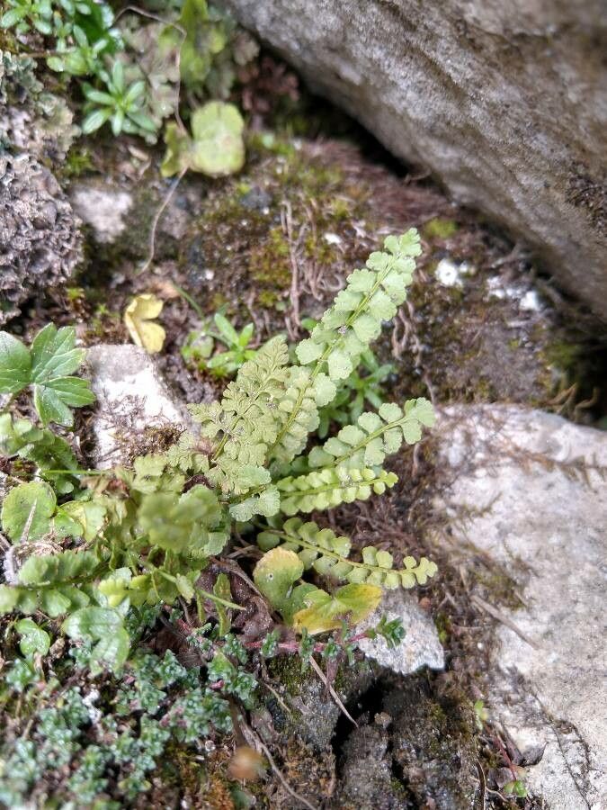 Asplenium viride flower