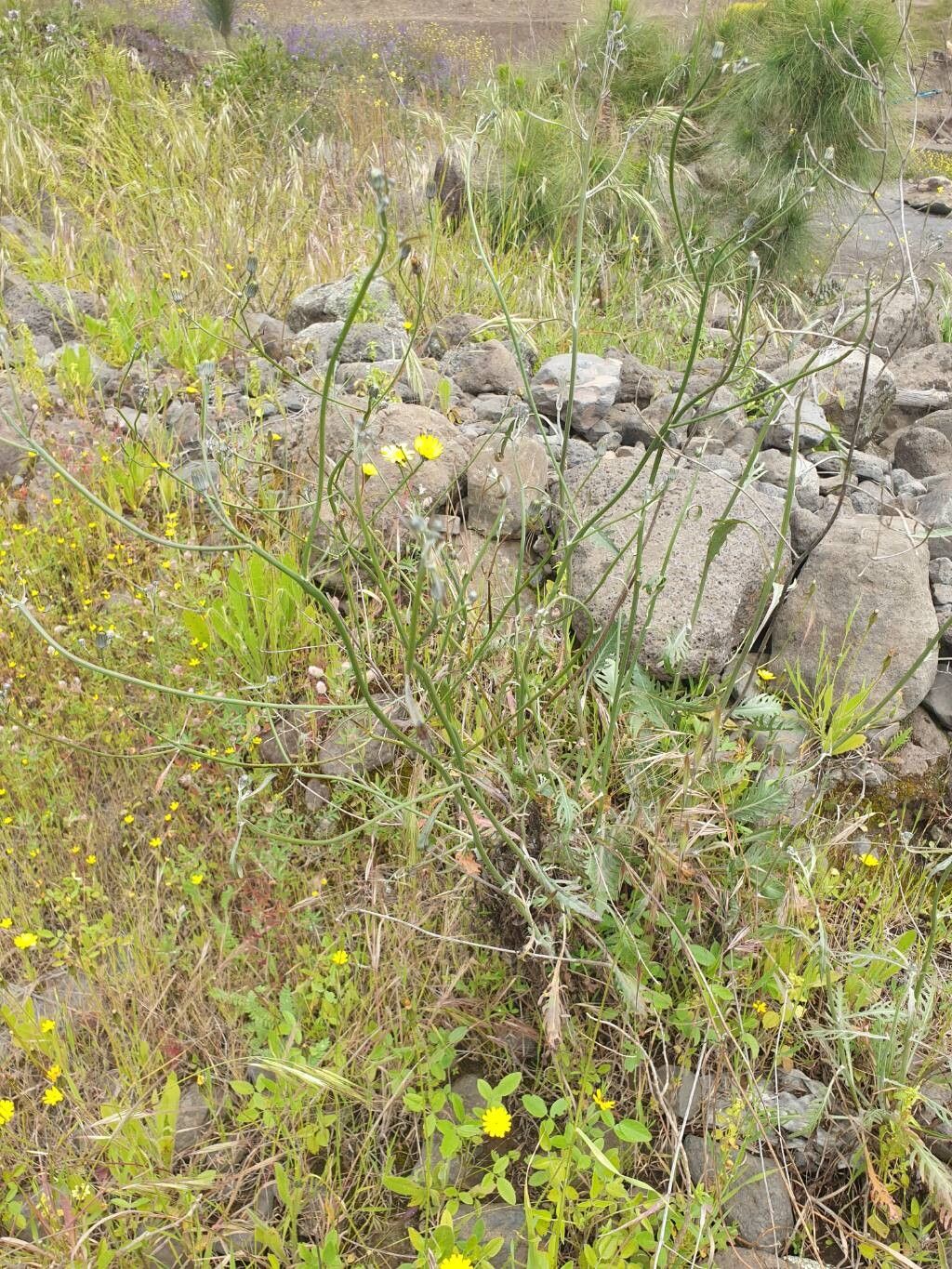 Tolpis calderae habit