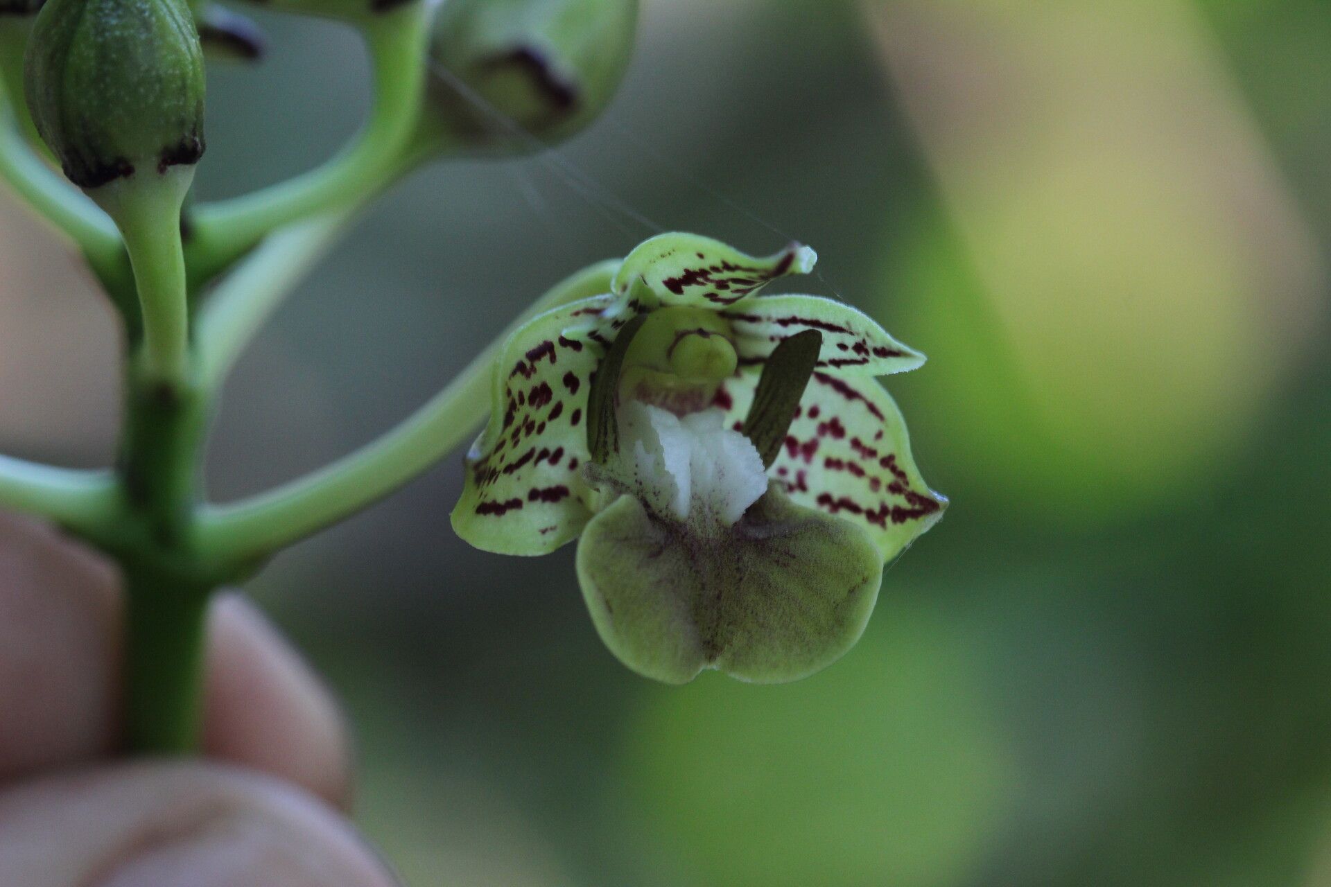 Dendrobium bifalce flower