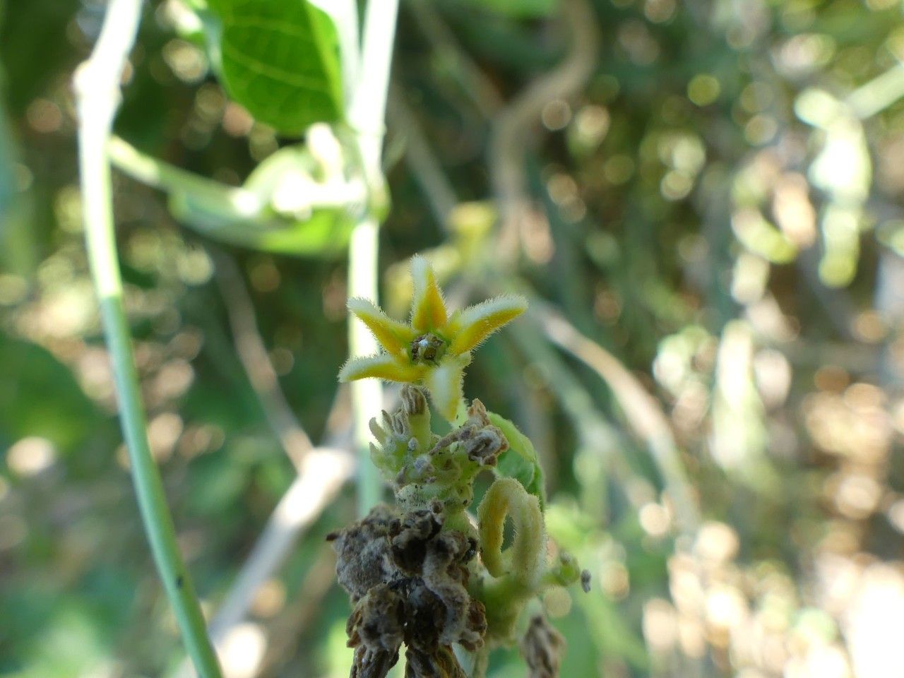 Leptadenia madagascariensis flower