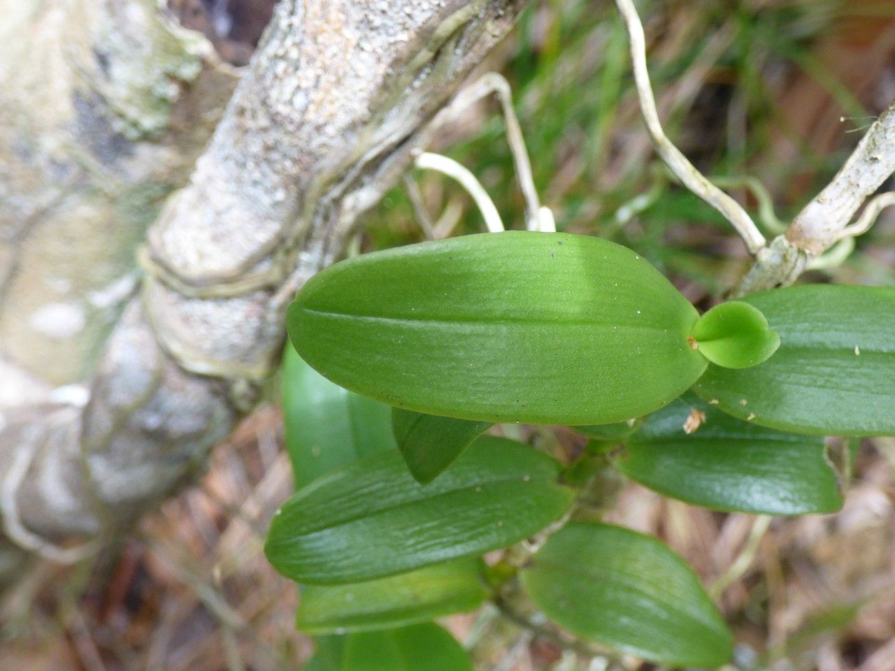 Cryptopus elatus — houseplant care guide