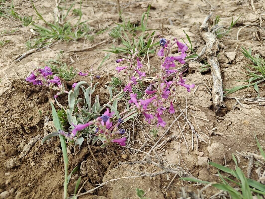 Penstemon carnosus — search result for 'Penstemon'