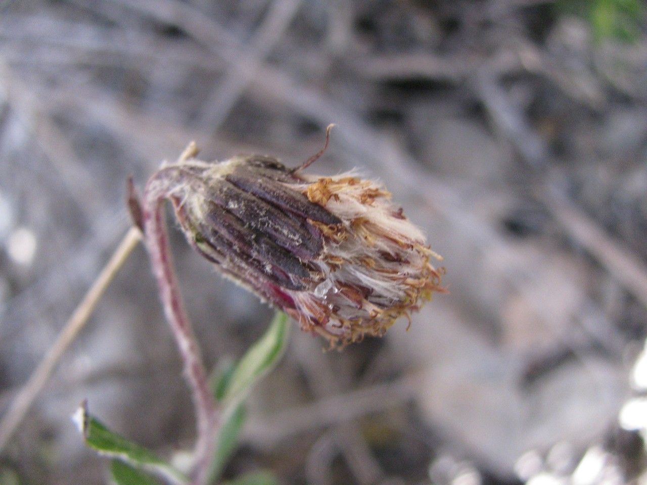 Senecio pflanzii — houseplant care guide