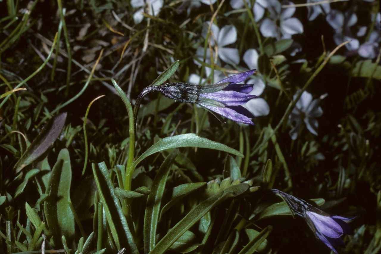 Campanula uniflora habit