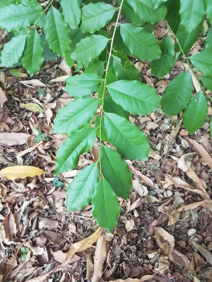 Cinnamodendron dinisii — search result for 'Canellaceae'