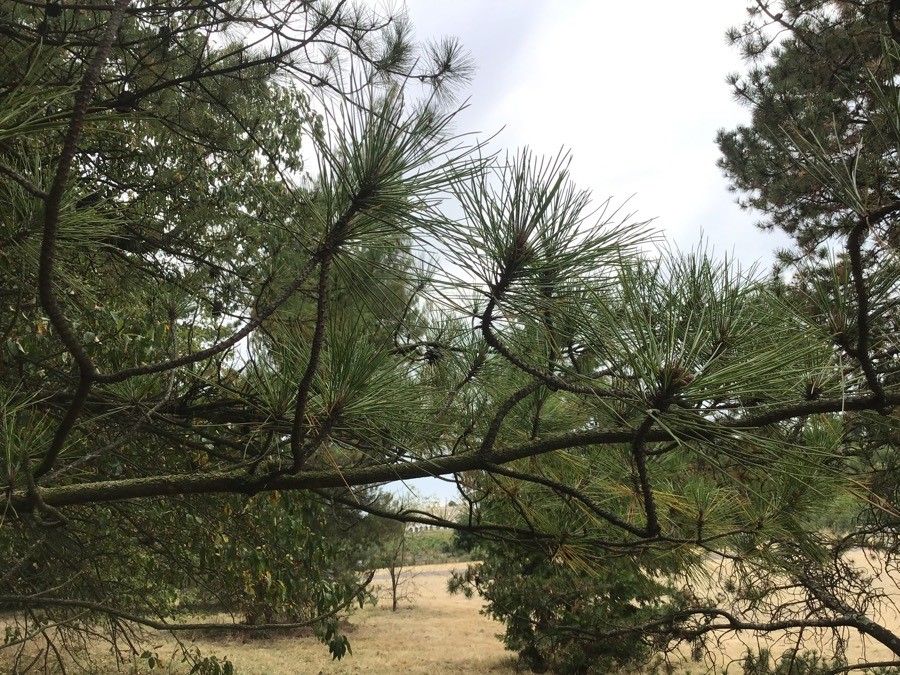 Pinus densata — search result for 'Pinaceae'