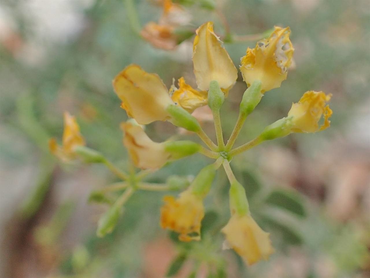 Coronilla minima fruit