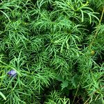 Coreopsis verticillata