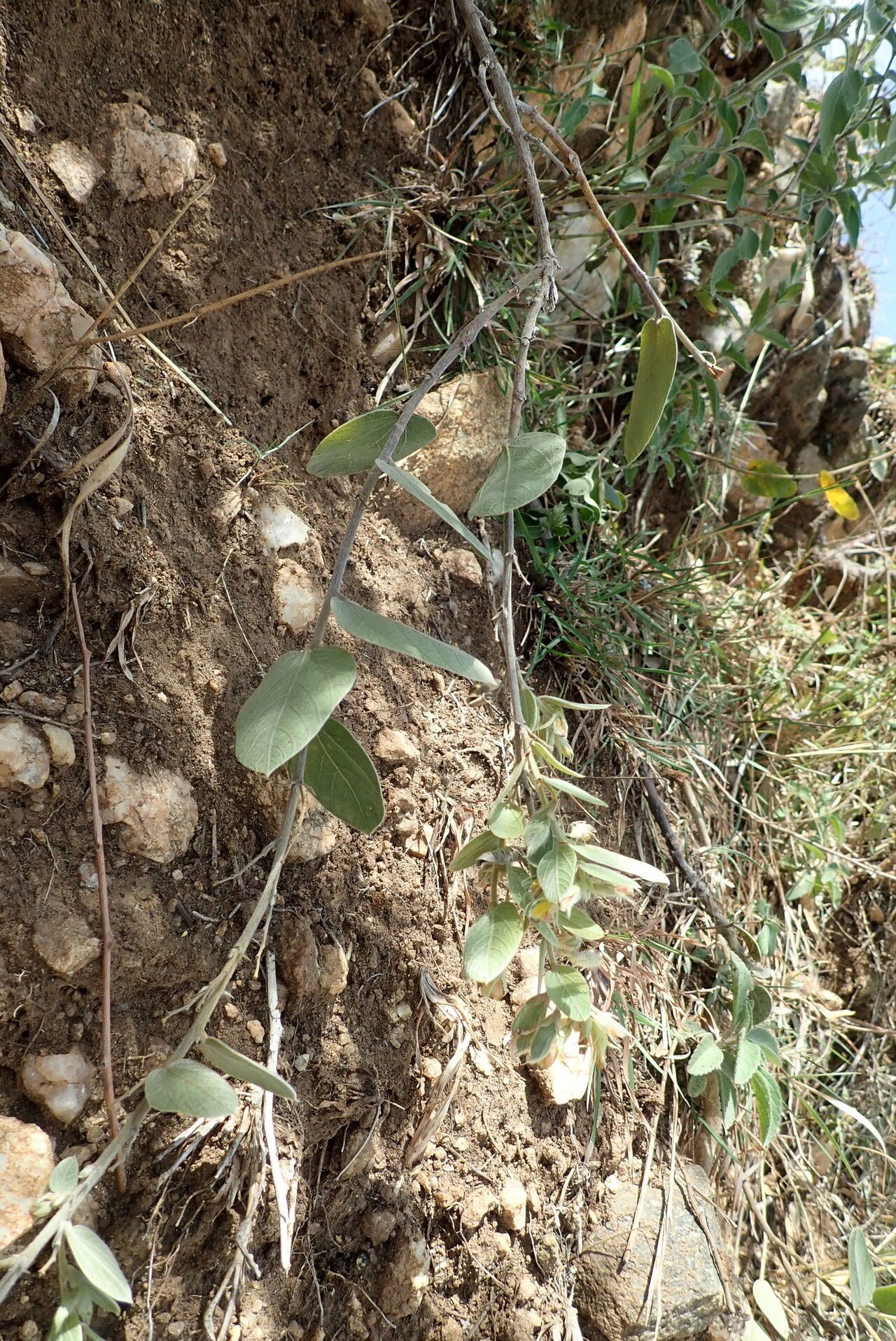 Rhynchosia alluaudii — related species from the same genus