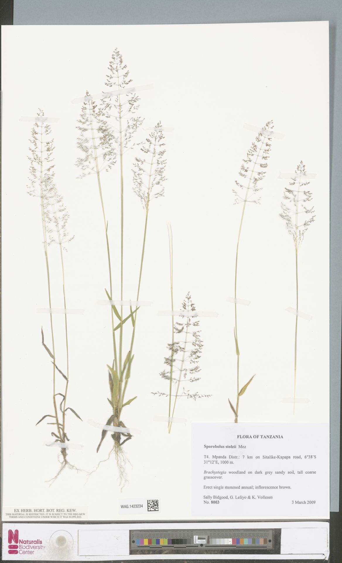 Sporobolus stolzii — houseplant care guide