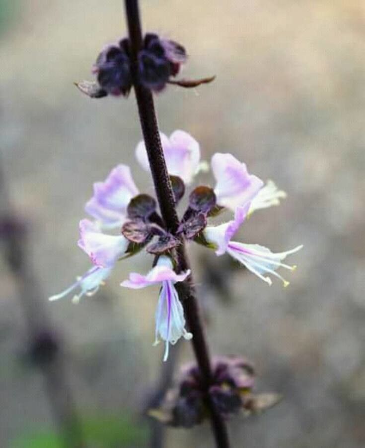 Ocimum forsskaolii flower
