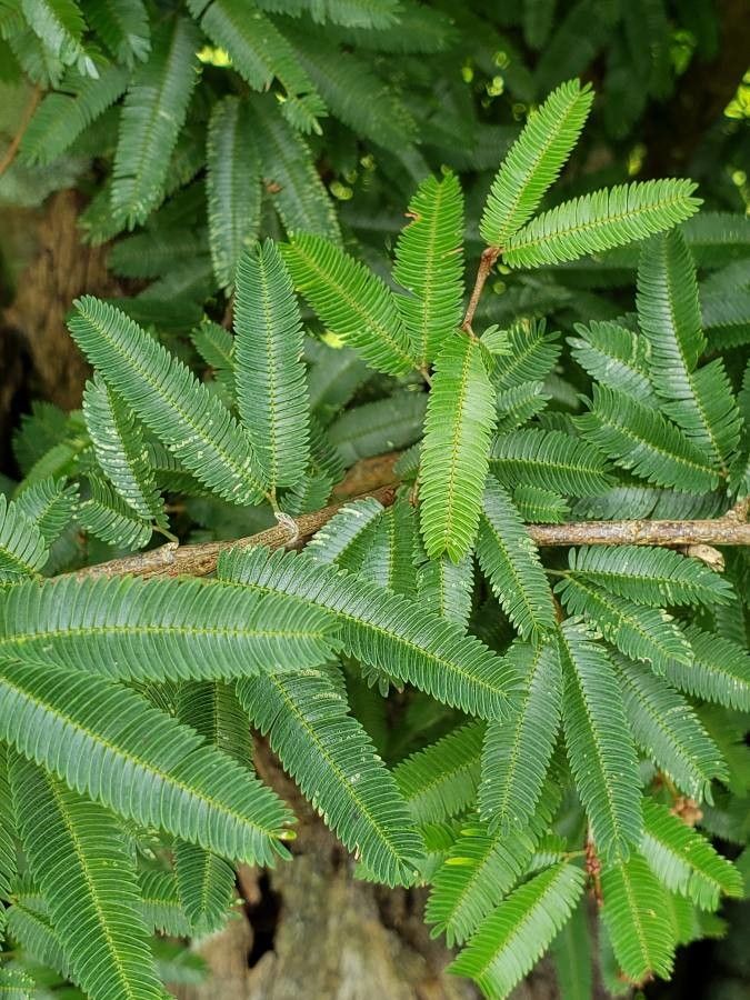 Leonurus quinquelobatus — search result for 'Russia'