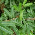 Leonurus quinquelobatus